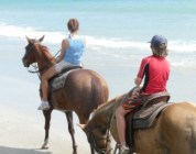 Beach Tours on Horseback 