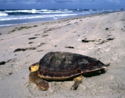 Sea Turtles Walks 